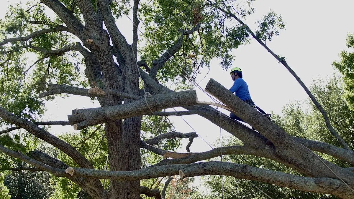 Professional Crown Thinning performed by certified arborists in Frost