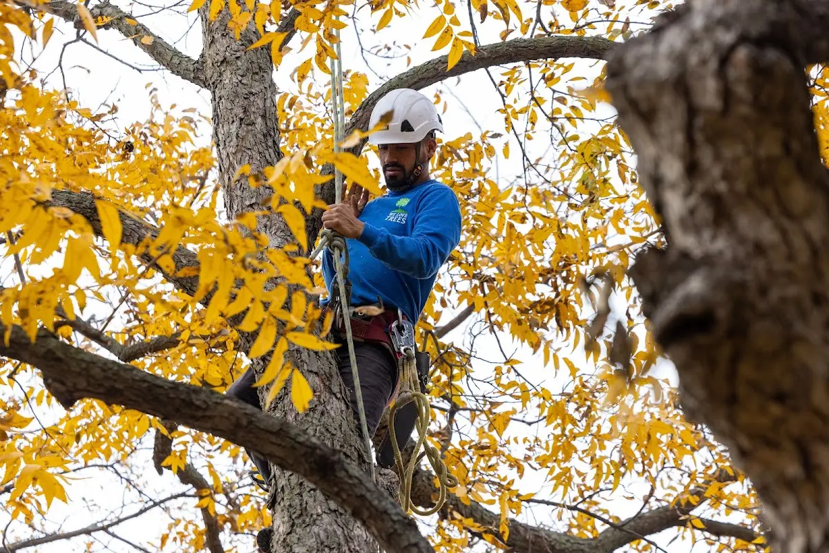 Skilled Storm Damage Cleanup crew working in Frost